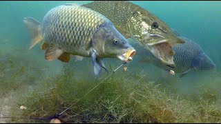 Carp fishing in the weeds with a greedy pike [upl. by Woermer830]