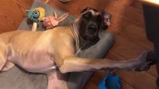 Finn the 9 month old Great Dane Puppy vs the Indestructible Bed [upl. by Attemaj]