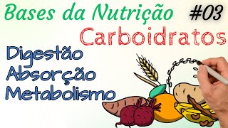 CARBOIDRATOS  Digestão Absorção e Metabolismo  Bases da Nutrição 03 [upl. by Alliuqa304]