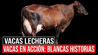 🔴 Vacas Lecheras ✅ [upl. by Aniteb]