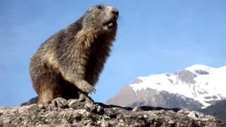 Marmotte qui siffle [upl. by Karwan]