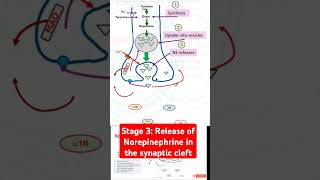 Stage 3 Release of Norepinephrine in the synaptic cleft [upl. by Okram]