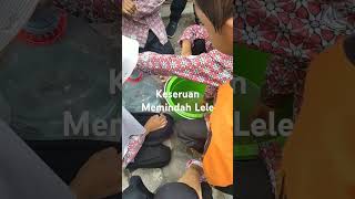 Praktik Memelihara Lele2 [upl. by Pasadis]