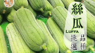 【夏】絲瓜的挑選方法 │台灣好食曆 [upl. by Meda996]