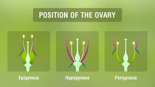 Study of Different Types of Inflorescences [upl. by Noskcire]