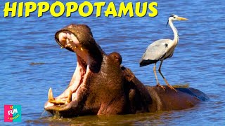 Hippopotamus Fun Facts For Kids  Fun Learning [upl. by Anilec]