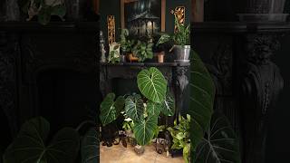 Philodendron Gloriosum plants indoorplants houseplants philodendron gothic darknaturalism [upl. by Angi]