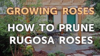 How to Prune Rugosa Roses [upl. by Notlrac]