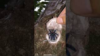 Trapdoor Spiders Nature’s Sneakiest Hunters 🕷️ [upl. by Morganstein143]