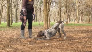 German wirehaired PointerDOG TRICKS [upl. by Luhe635]