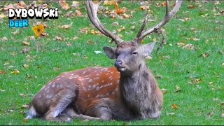 Male Dybowski Sika Deer [upl. by Jez]