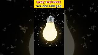 ପୋକ ମାନେ Light ଚାରି ପଟରେ କାହିଁକି ବୁଲିଥାନ୍ତି [upl. by Wagshul368]