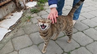 Tabby cat meowing very loudly is very hungry [upl. by Nauqit]