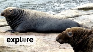 Gray Seal Mating [upl. by Aihsined]