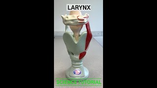 Larynx [upl. by Ojoj]