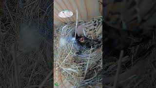 Tree Sparrows Feeding Chicks sparrow chicks birds birdlife birdlovers [upl. by Noired]