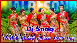 Halbi Dj Song  सीरोली बिरोली लगिजा मंगारा फूल  Bastariya New Halbi Dj Remix Video 2023 [upl. by Dier159]