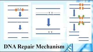 DNA repair mechanism in Urdu Part 2 [upl. by Castor]