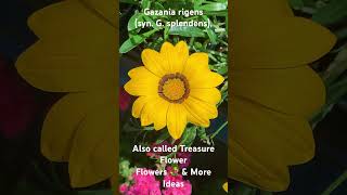 Gazania rigens syn G splendens Also called Treasure Flower 🌸 Flowers 💐 amp More Ideas [upl. by Elliott]