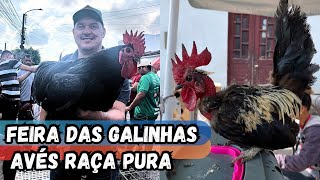 VEJA A MAIOR FEIRA DAS GALINHAS ARAPIRACAAL nordeste COM BASTANTE AVÉS RARAS NO PREÇO sertanejo [upl. by Lamhaj]