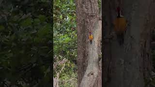 golden flameback woodpecker [upl. by Kiki]