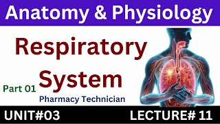 Respiratory System  Anatomy And Physiology  Pharmacy Technician [upl. by Papp]