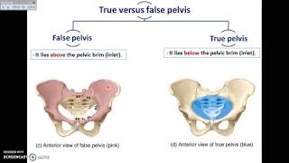 Overview of Pelvis 1  Bones and Joints of Pelvis  DrAhmed Farid [upl. by Lerak307]