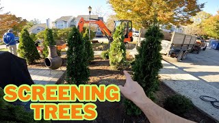 Installing Screening Trees Around a New Patio [upl. by Dasha715]