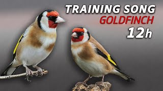 New Champion Goldfinch 12h Training Song [upl. by Anadroj836]