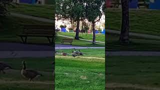 Gislaved Sweden 🇸🇪 ducks garden song music explore travel [upl. by Llemor]