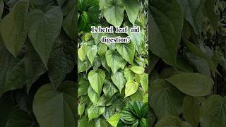 Is betel leaf aid in digestion quiz shorts health [upl. by Arras]