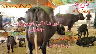 Noor shah ki top buffalo for sale Okara Animal TV 0300457625221102024لوکیشن نور شاہ پنجاب [upl. by Krasner289]