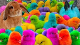 Wadidau ‼️Ayam Lucu Ayam Warna Warni Ayam Rainbow Bebek Angsa Hamster Kelinci KuraAyamwarnakw [upl. by Michelsen256]