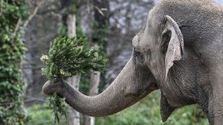 Berliner Zoo Warum Elefanten Weihnachtsbäume zum Fressen gern haben [upl. by Yekcim]