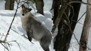 Japanese Serow on the Run in Snow Mountain 雪山を逃走するニホンカモシカと食痕 [upl. by Hpesoy]