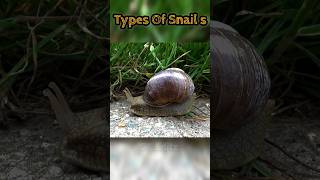 🤯Types of Snails 🗿 Helix pomatia Snail 🔥 Prat1 🦀  shorts viral trand ytshorts shortvideos [upl. by Aihsenal198]