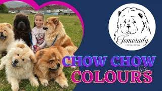 Chow Chow Colours Explained [upl. by Eissirk]