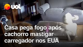 Cão mastiga carregador de celular portátil e põe fogo em casa nos EUA assista o vídeo [upl. by Koal]