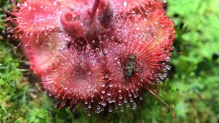 Fastest Carnivorous Sundew Plant Macro Time Lapse Drosera Burmannii [upl. by Amlas]