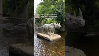 The Rhino on the River Dodder [upl. by Sorrows]