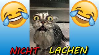 VERSUCHE NICHT ZU LACHEN  🤣🤣🤣 40 [upl. by Gregg]