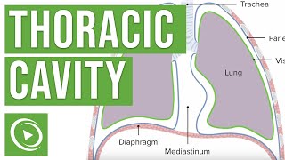 Thoracic Cavity Anatomy  Lecturio Medical [upl. by Ocram]