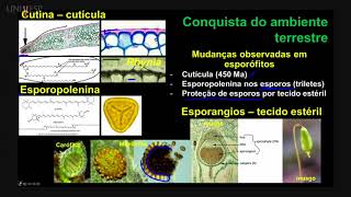 Taxonomia Vegetal  Aula 06  Embriófitas Adaptação ao ambiente terrestre [upl. by Oremo]