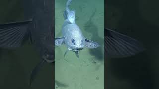 Take a moment to gaze into the mesmerizing eyes of the deepsea rattail fish 👀⁠ [upl. by Circosta]