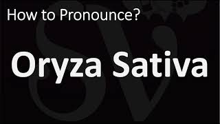 How to Pronounce Oryza Sativa CORRECTLY [upl. by Chrisse]