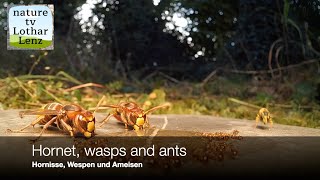 Hornet wasp and ants Hornisse Wespe und Ameisen [upl. by Marylin]