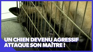 Le chien est enragé 😱 [upl. by Yelyah]