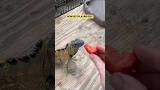 Will This Iguana Eat This Strawberry [upl. by Miahc560]