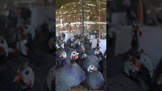 Guinea Fowl Farming in India shorts poultryfarming [upl. by Ecirtaeb470]