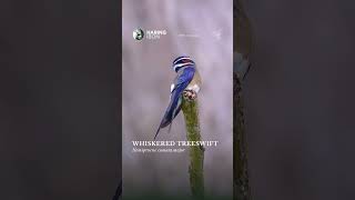 The dazzling little Whiskered Treeswift of Subic Bay💙 wildlife bird treeswift PhilippineBirds [upl. by Grey]